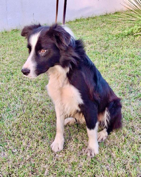 GIOTTO Border Collie ♥️ Foto 5