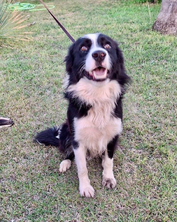 GIOTTO Border Collie ♥️ Foto 8
