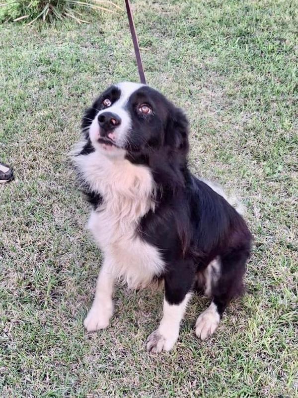 GIOTTO Border Collie ♥️ Foto 10