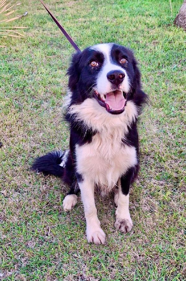 GIOTTO Border Collie ♥️♥️♥️ Foto 4