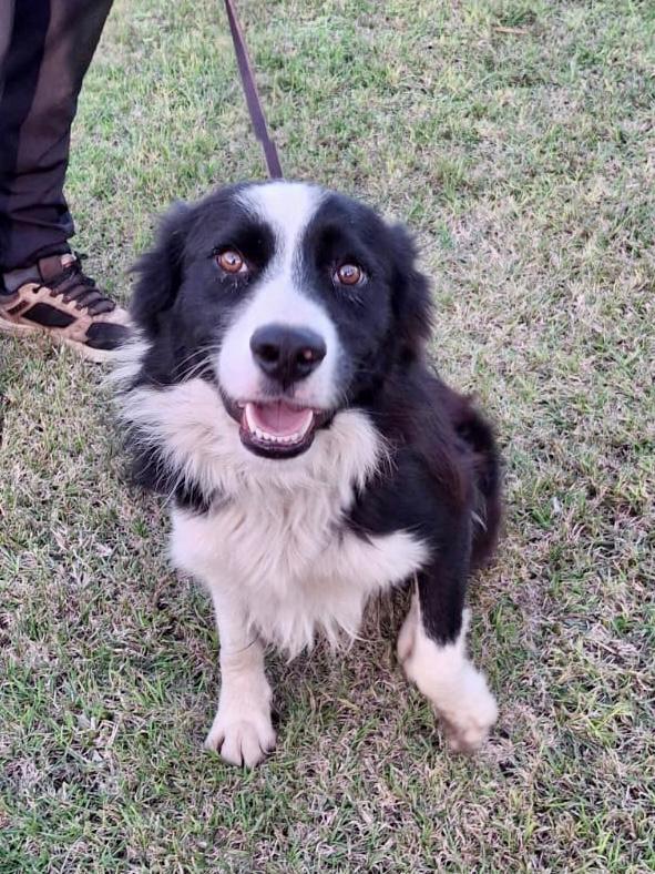 GIOTTO Border Collie ♥️♥️♥️ Foto 8
