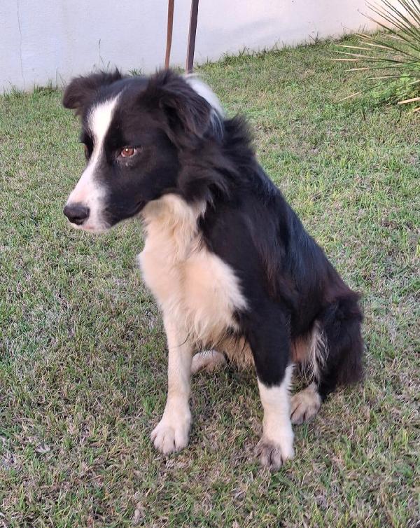 GIOTTO Border Collie ♥️♥️♥️ Foto 12
