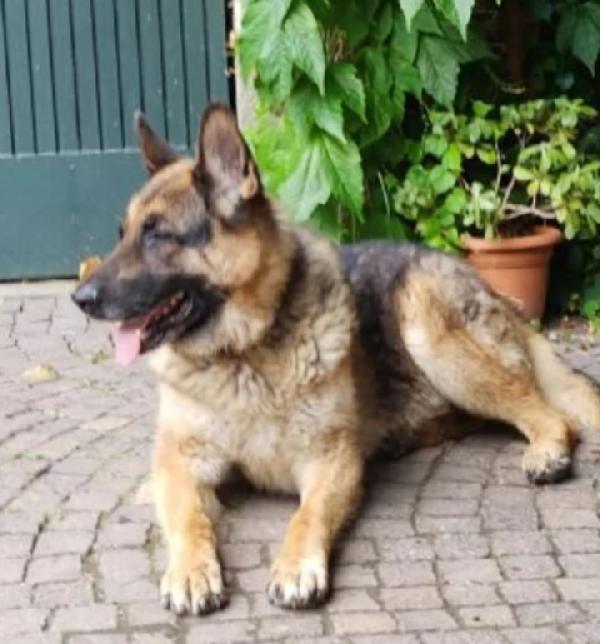 Rex Pastore Tedesco Ridotto Pelle Ed Ossa.pavia