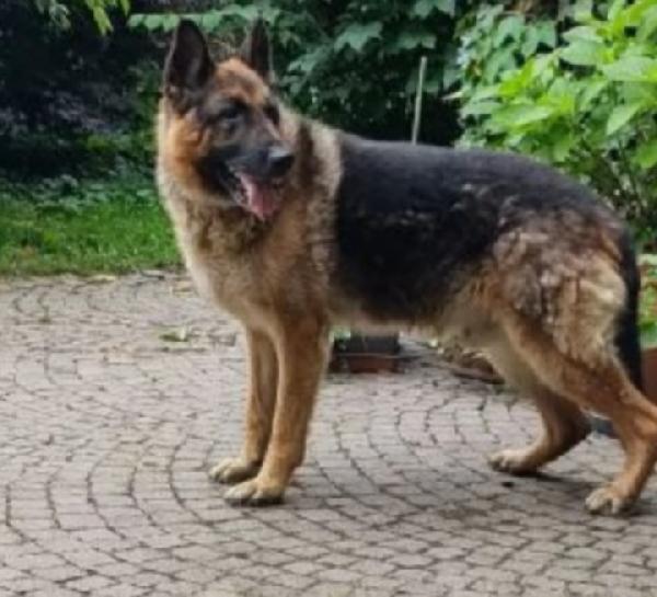 Rex Pastore Tedesco ridotto pelle ed ossa.PAVIA Foto 2