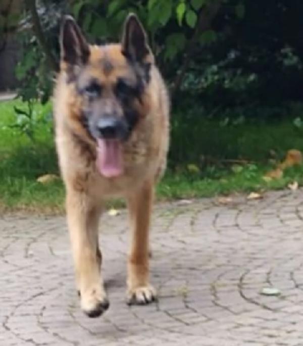 Rex Pastore Tedesco ridotto pelle ed ossa.PAVIA Foto 3