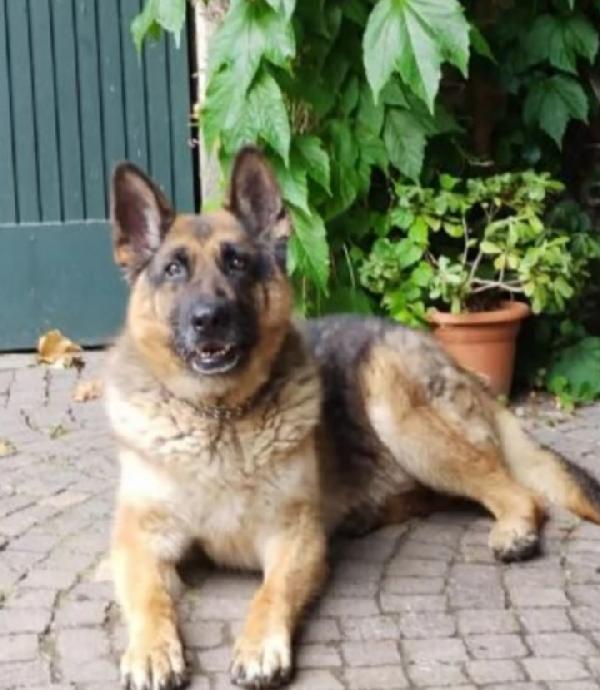 Rex Pastore Tedesco ridotto pelle ed ossa.PAVIA Foto 4