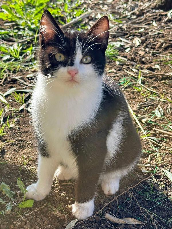 Raffaella: Micina Di 3 Mesi Cerca Famiglia