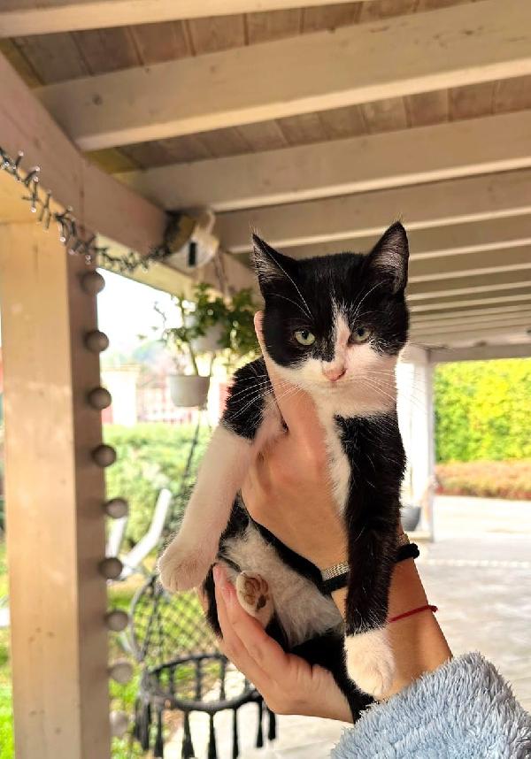 RAFFAELLA: MICINA DI 3 MESI CERCA FAMIGLIA Foto 2