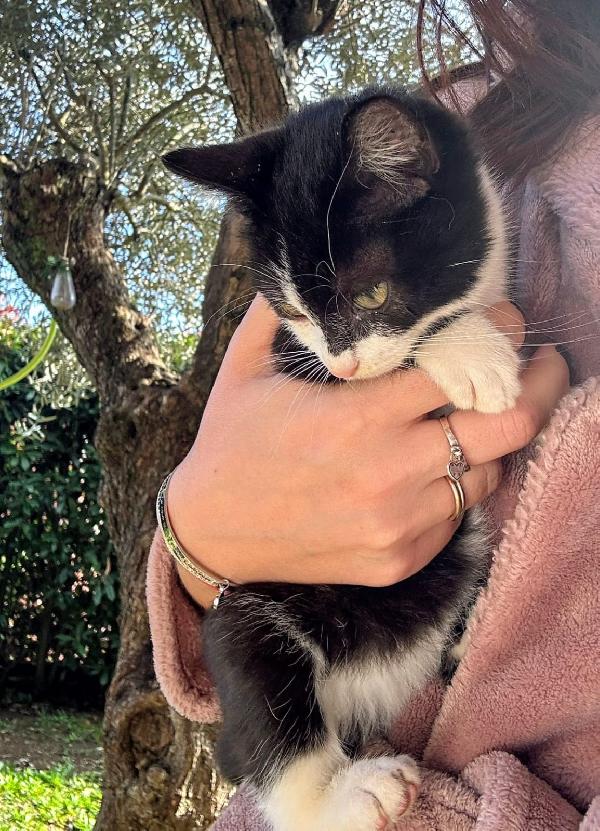 RAFFAELLA: MICINA DI 3 MESI CERCA FAMIGLIA Foto 3