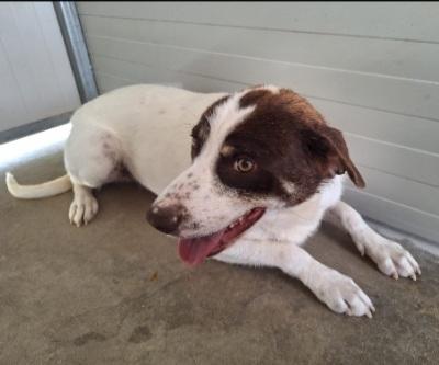 Lillo quasi 3anni da cucciolo in canile. COSENZA  Foto 2