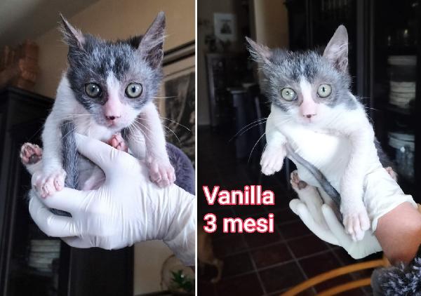 Miciottini Bellissimi!!