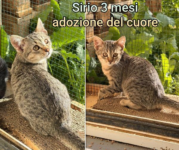 Miciottini bellissimi!! Foto 2