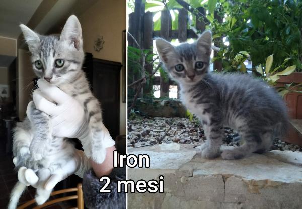 Miciottini bellissimi!! Foto 5