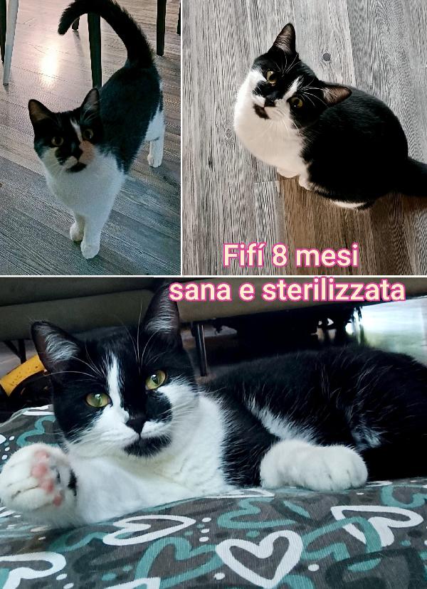 Miciottini bellissimi!! Foto 6