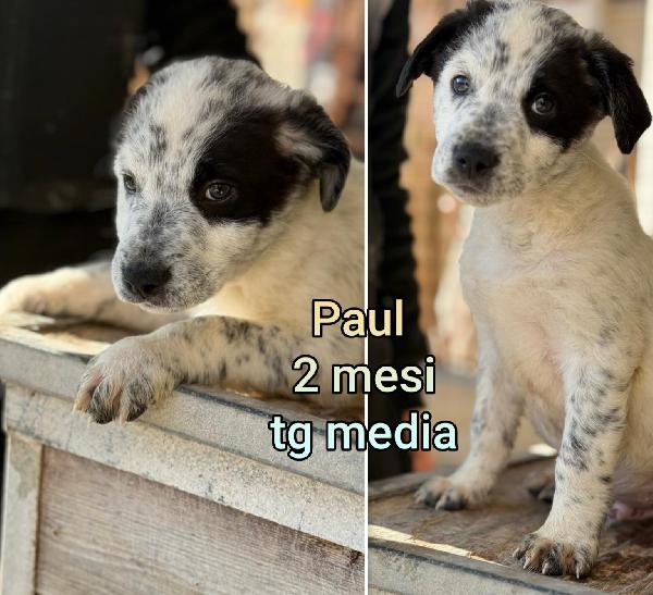 CUCCIOLOTTI BISOGNOSI  Foto 3