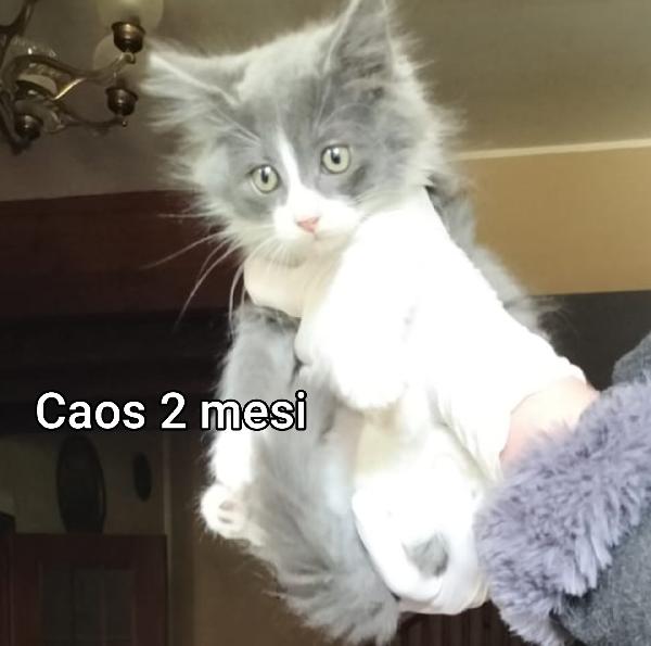 Siamo Sommerse Dai Gattini 