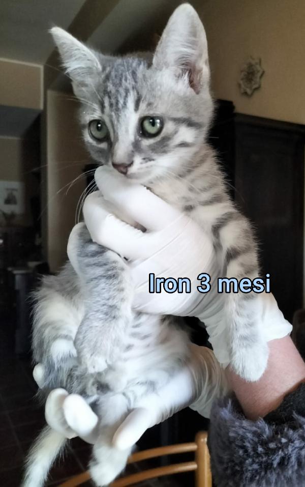 Siamo sommerse dai gattini  Foto 3