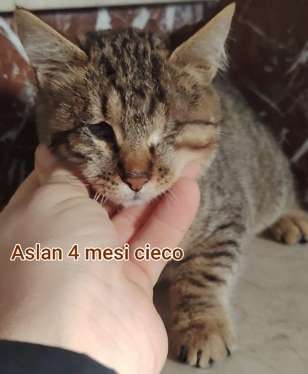 Siamo sommerse dai gattini  Foto 4