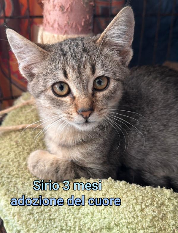 Siamo sommerse dai gattini  Foto 5