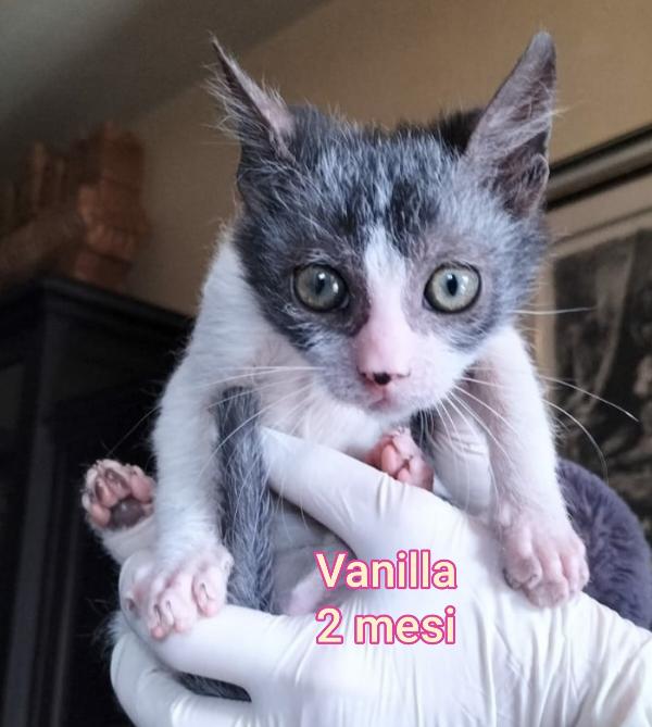 Siamo sommerse dai gattini  Foto 6