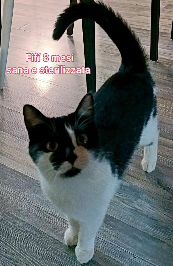 Siamo sommerse dai gattini  Foto 8