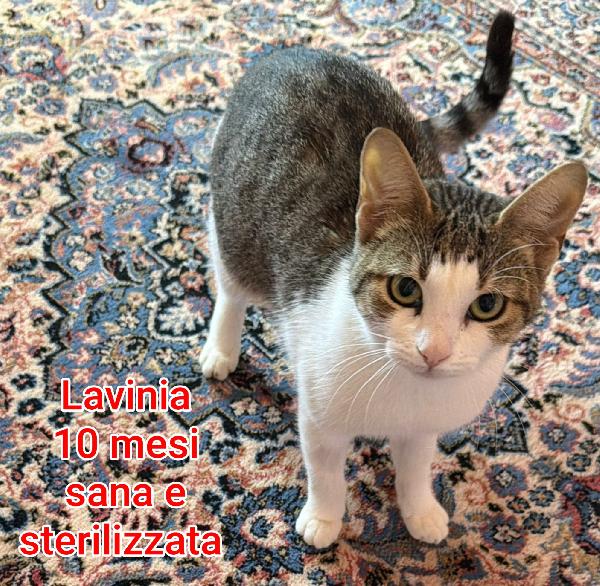 Siamo sommerse dai gattini  Foto 9