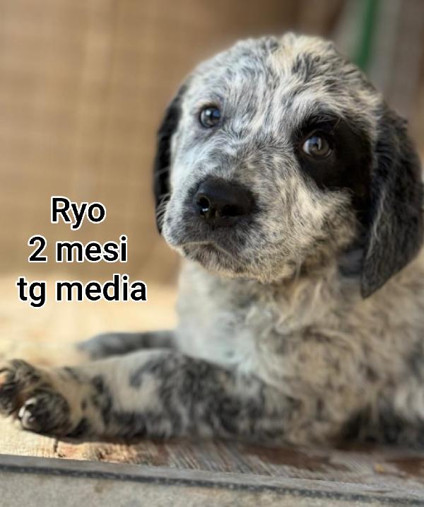 Troppi cuccioli abbandonati  Foto 4