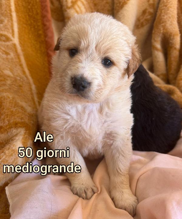 Troppi cuccioli abbandonati  Foto 5