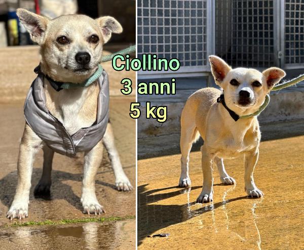 Cagnolini Piccolini!