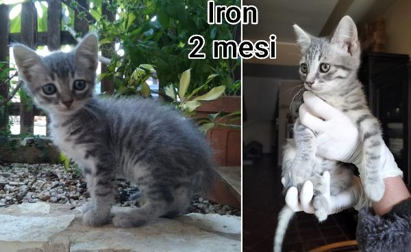 MICINI CERCANO CASA Foto 3