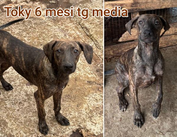 Cuccioli gettati a morire  Foto 6