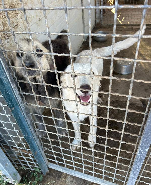 DA 1 ANNO SOLO ED ESCLUSO  Foto 4