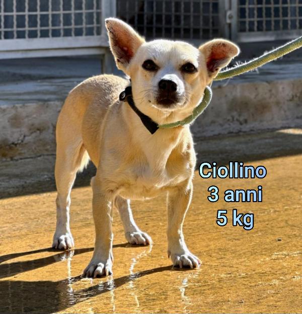 Cani Taglia Piccola / Contenuta 