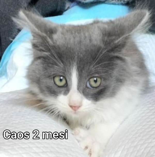 TANTI GATTINI SOLI! Foto 3