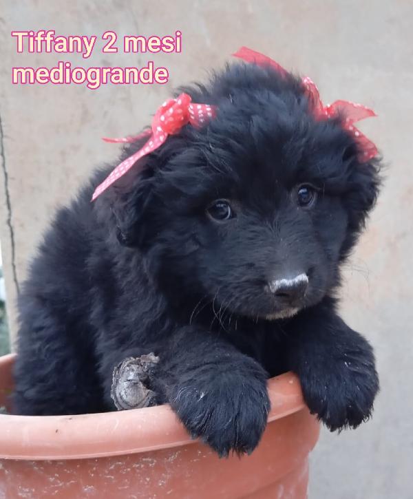 Tanti cuccioli soli in rifugio  Foto 3