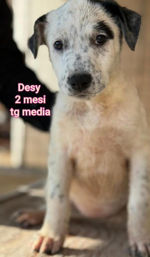 Tanti cuccioli soli in rifugio  Foto 7