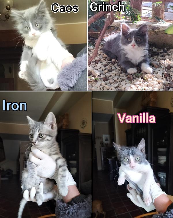 Dolcissimi Micetti In Adozione 