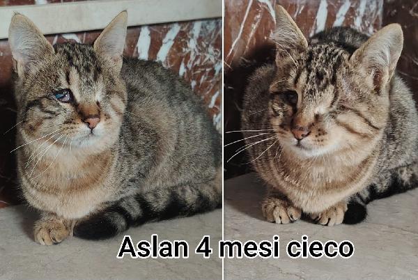 Dolcissimi micetti in adozione  Foto 3