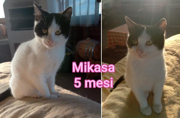 Dolcissimi micetti in adozione  Foto 8