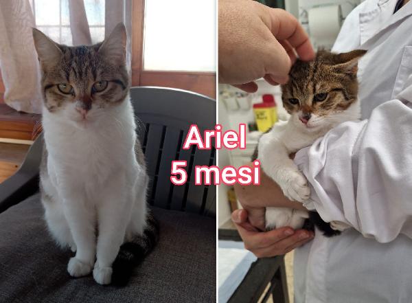 Dolcissimi micetti in adozione  Foto 9