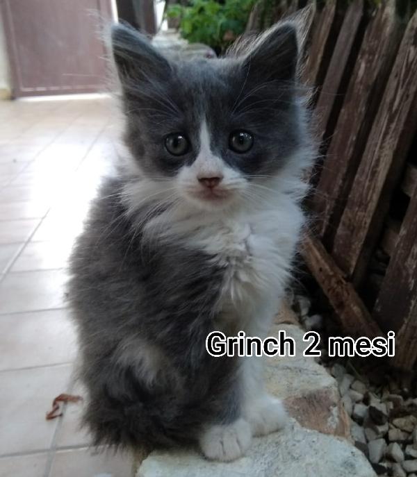 SALVA UN GATTINO!!! Foto 2