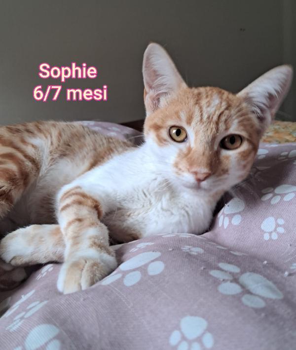 SALVA UN GATTINO!!! Foto 5