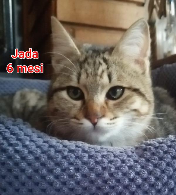 SALVA UN GATTINO!!! Foto 10