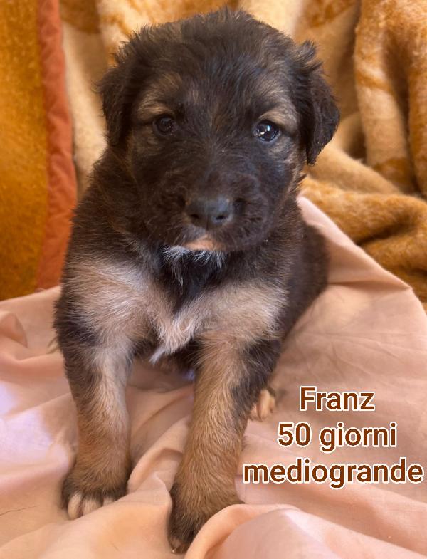 Adotta un cucciolo! Foto 2