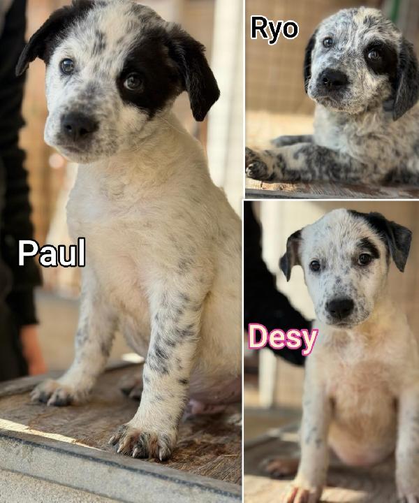 Ancora Tanti Cucciolotti Senza Famiglia 