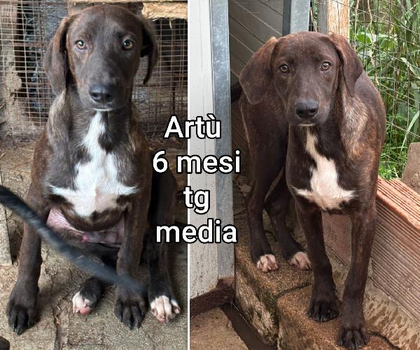 Ancora tanti cucciolotti senza famiglia  Foto 2