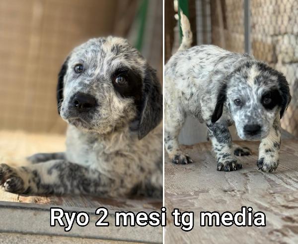 Ancora tanti cucciolotti senza famiglia  Foto 6