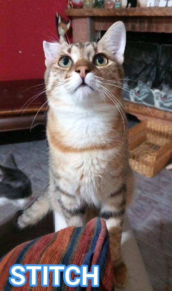 Stitch, Tenero Cucciolo In Adozione !