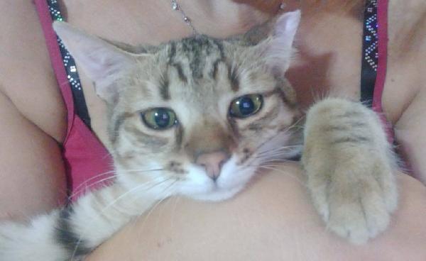 STITCH, tenero cucciolo in adozione ! Foto 6