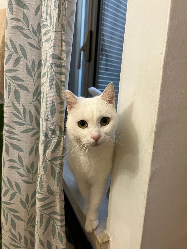 Dior: Micia Bianca Di 6 Anni Cerca Famiglia